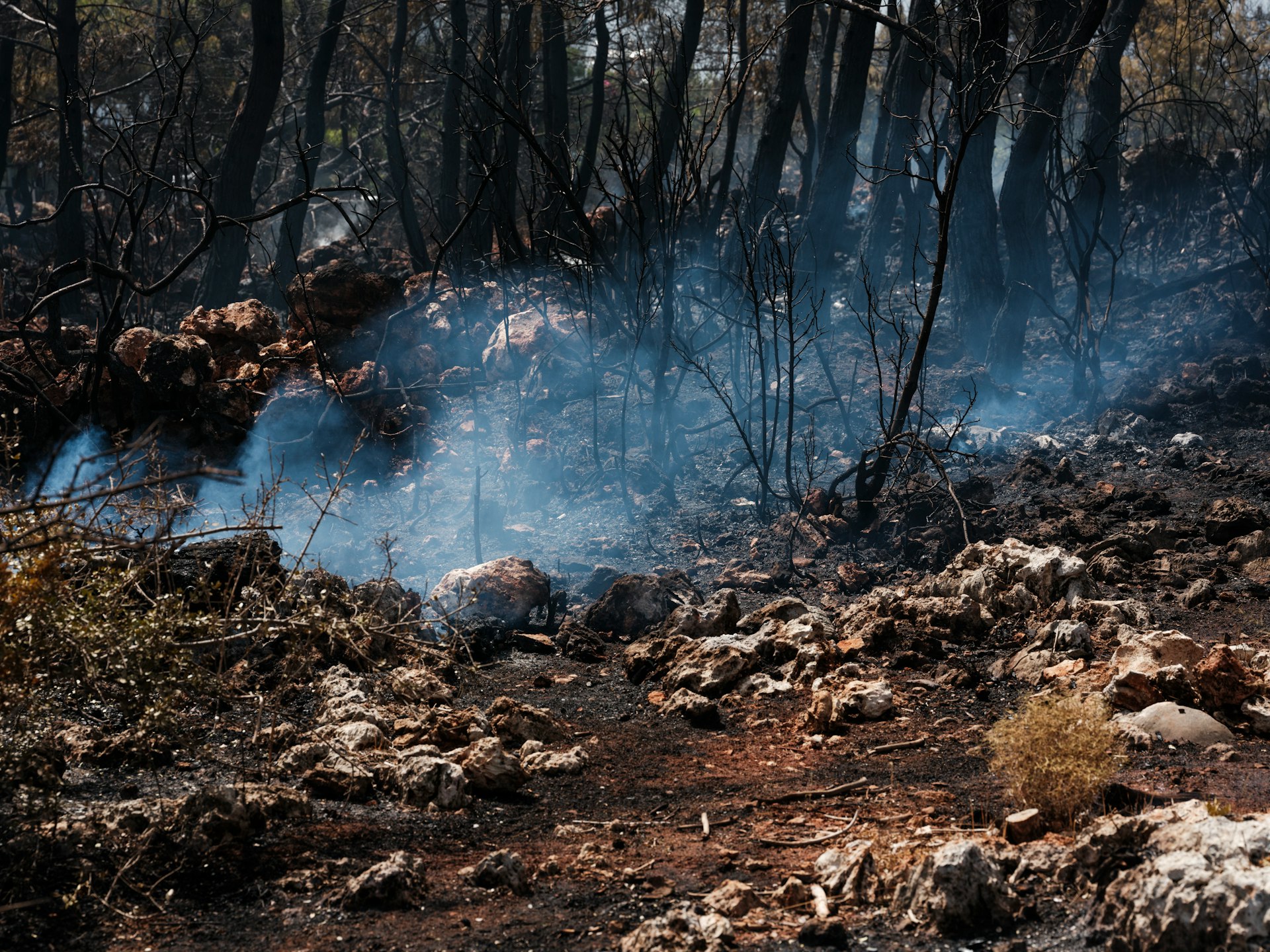 A forest filled with lots of burned trees